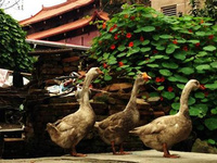 海螺溝主要看點一覽 海螺溝主要看點一覽:海螺溝風景區由海螺溝、燕子溝、磨子溝、南門關溝、雅家埂和磨西臺地6個景區組成,景區擁有全球同緯度唯一的、最壯麗的山岳冰川,世界最雄偉的大冰瀑布、最完整的生態植被景觀、最大的天然氧吧、最大規模的紅石公園、最神奇的雪域溫泉...其主要看點被人們歸結為海螺溝六絕。