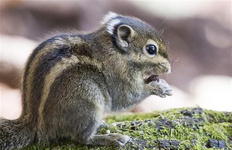黃山邊上的黎陽in巷 對徽州的印象,一直是白墻黑瓦幽深巷弄。這次來到黃山邊上的黎陽in巷,不僅有黑白的徽州古韻味道,還有時尚與古典的巧妙混搭。