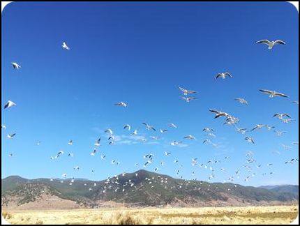 中國云南 瀘沽湖 瀘沽湖海鷗1 冬季 譚章劍