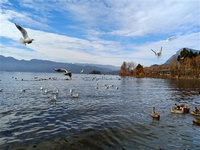 2020四川瀘沽湖轉山轉海節介紹 作為四川省旅游文化節的配套項目，8月，景區將舉辦2020瀘沽湖摩梭風情轉山轉海節，讓游客進一步了解摩梭文化。轉山轉海節是瀘沽湖畔最盛大的傳統節日，充滿神秘色彩和濃郁風情。活動計劃舉辦開幕式實景演出、轉山轉湖活動、野炊和體育競技表演、祭祀儀式表演、宗教儀式表演、對歌表演、文藝晚會、篝火晚會等8大活動，全景展示瀘沽湖和摩梭文化，打造文化旅游品牌。