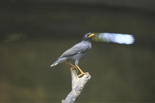 馬來西亞都有哪些熱門海島 馬來西亞都有哪些熱門海島，馬來西亞海島。如果你要去馬來西亞，體驗海島，那就必須要對馬來西亞熱門海島，有個了解，而且馬來西亞海島，風(fēng)景超贊，一定要去一次。