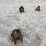 峨眉山一日游可以去哪些地方？這份攻略告訴你 說到成都，真的是個非常適合旅游的都市，因為這邊的風景區特別多，旅游景點也很多，受到了很多游客的喜歡，而且在成都可以看到很多不一樣的風景，讓人覺得特別舒服，而成都的峨眉山更是讓很多游客流連忘返。那么很多游客也特別想知道峨眉山一日游可以去的地方有哪些，那么接下來的這份攻略就可以告訴大家。