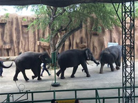 泰国特色纪念品盘点，旅行不能错过