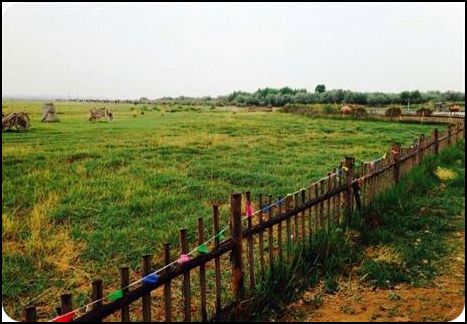 ningxia 寧夏 沙坡頭 騰格里沙漠通湖草原旅游區(qū)