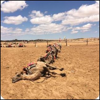 ningxia 寧夏 沙坡頭 騰格里沙漠通湖草原旅游區(qū)