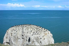 2020《湟魚洄游季探秘青海湖》即將開播（2） 2020《湟魚洄游季探秘青海湖》即將開播（2）好在，接下來的時間內，先后有四只居住在同一小島上的鸕鶿前來幫忙。在它們的幫助下，鸕鶿爸爸順利將折斷的樹枝搬上了小島。
