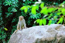 三亞熱帶休閑旅游線路推薦 來到海南三亞旅游，除了在海邊玩水以外還能選擇去當地的野趣農家樂一起悠閑親近大自然。現在正值陽春三月，正是騎行、采摘的好時候，下面一起來看看線路吧。