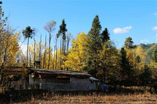 神秘的騰沖銀杏村 銀杏村，位于云南騰沖市的北部固東鎮，全稱為“江東銀杏村”。當年，電影《武俠》便是在這個寧靜的小村拍攝的，由甄子丹、金城武和湯唯聯袂主演的古裝武俠片，曾轟動一時，也為這個小村落帶來了神秘。其實，銀杏村只是一個質樸、寧靜的極邊山村，不管你去還是不去，每年金秋，那金黃色的葉子依舊在飄落。