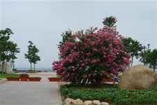 海外旅游百事通推薦：威海之美在于小眾 