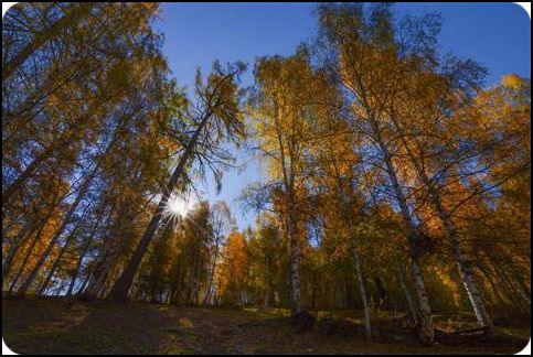 xinjiang 新疆 喀納斯 賈登峪森林公園