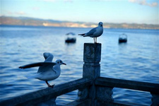 撫仙湖魚類大盤點（3） 撫仙湖魚類大盤點（3）鯉魚的個頭不算小，大的能長到三四公斤。因為它全身長有烏黑花紋而得名。別的魚類交配產卵之后，其父母便不再管自己成千上萬的子女了，而是游到別的地方去另求新歡。而鯉魚卻不同。