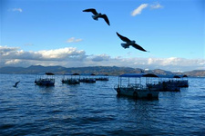 撫仙湖魚類大盤點（2） 撫仙湖魚類大盤點（2）草魚因大量食草而得名。它們不僅大量咬食海草，還于夏季稻谷將要揚花吐穗的時候，瞅準時機，竄進岸邊被湖水淹沒的稻田里偷食禾苗。