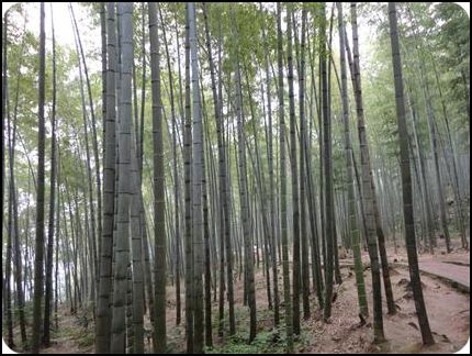 中國 四川宜賓 蜀南竹海 秋天 張秀云9