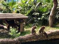 珠海長隆看一場《秘境奇技》（1） 珠海長隆看一場《秘境奇技》（1）28號是珠海長隆大馬戲秘境奇技首映，lordman有幸受到長隆集團(tuán)邀請，作為媒體嘉賓出席，在新館橫琴島劇場與5000名觀眾一起觀看了這場震撼的表演。看完120分鐘的表演后，同去的小伙伴都覺得非常震撼，非常刺激，非常夢幻，絕對值回票價(jià)，大家都紛紛表示還沒看夠，下次要帶家人一起來再看一次。