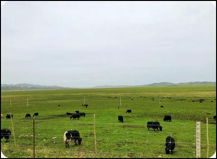 四川 若爾蓋大草原 夏季 袁銀月