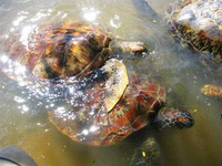 巴厘島好玩嗎？巴厘島有哪些好玩的地方？ 巴厘島是十分有名的旅游島，它也是印度尼西亞的三十三個流行政區之一，除此之外，巴厘島也是印度尼西亞唯一的印度教地區。巴厘島被人們稱為“天堂之島”和“魔幻之島”，有著海灘、火山和寺廟，風景綺麗，每年都吸引了很多的游客。