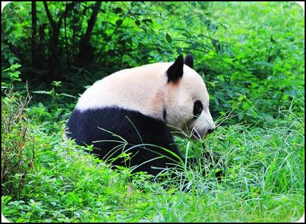 chengdu 成都成都大熊貓繁育研究基地