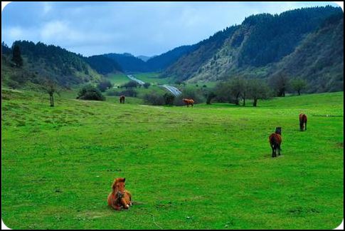 chongqing 重慶 武隆 仙女山國家森林公園