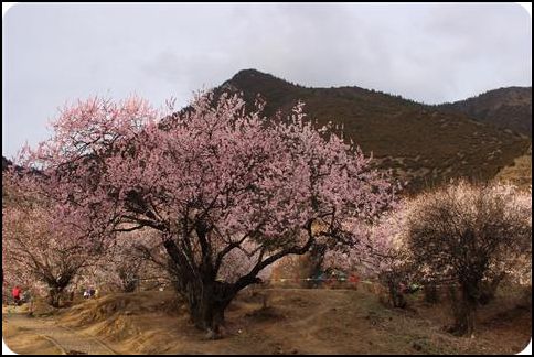 中国 西藏 林芝 春天
