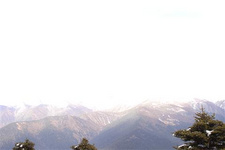 5月林芝各地大量盛開黃牡丹 “絕代只西子,眾芳惟牡丹”。牡丹歷來是名貴花卉,經過上千年的栽培,我國已培育出數十個品種。不過的黃牡丹卻極其稀少,多生長在海拔2000到3500米的高山峽谷地帶,目前只在云南、四川和西藏東南部生長。黃牡丹雖無雍容華貴之姿,卻另有一番清新動人的嬌嫩。