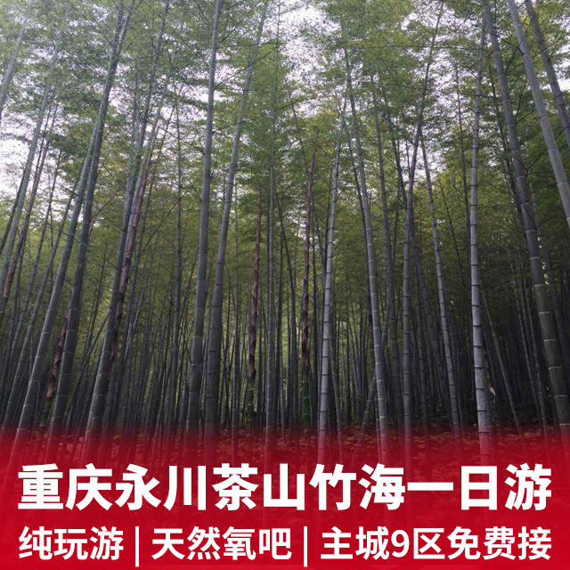永川茶山竹海一日游