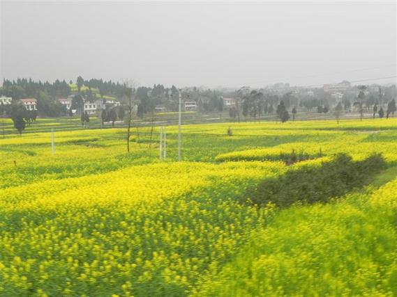 中国 重庆 潼南油菜花 