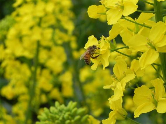 中国 重庆 潼南油菜花 