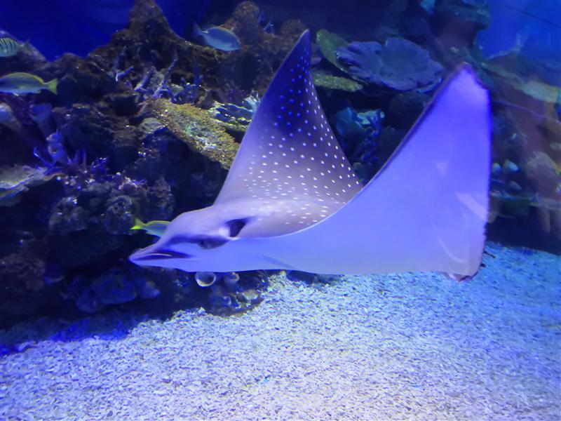 中国 重庆 汉海海洋公园  