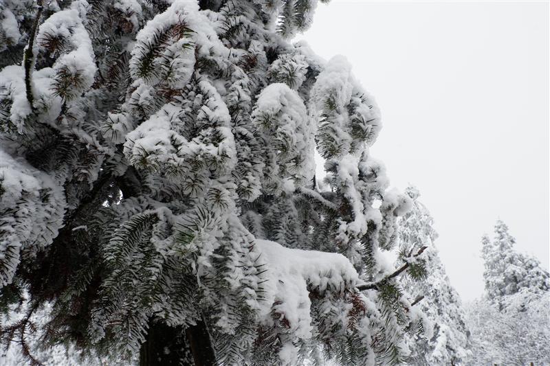 重庆市 武隆区 仙女山 冬季 高洁