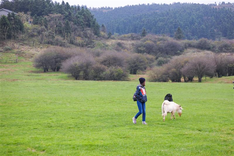 重庆 武隆仙女山草原 