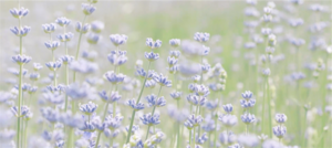 中国 新疆 霍城解忧公主薰衣草庄园