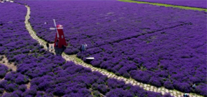 中国 新疆 霍城解忧公主薰衣草庄园10