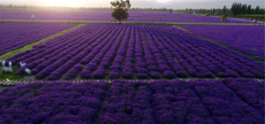 中国 新疆 霍城解忧公主薰衣草庄园9