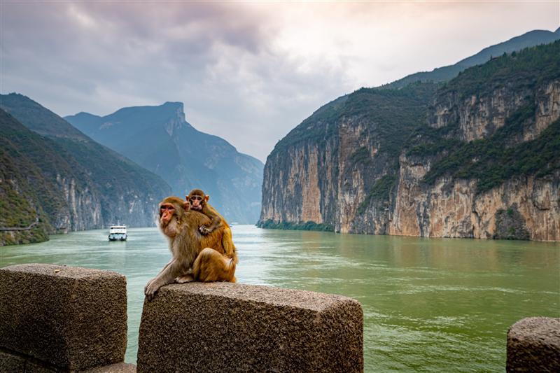 白帝城赤甲樓野生獼猴