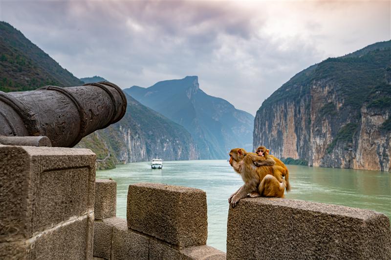 Wild Macaque Kuimen Ancient Battery in Chijialou, Baidi City, Fengjie, Chongqing, China