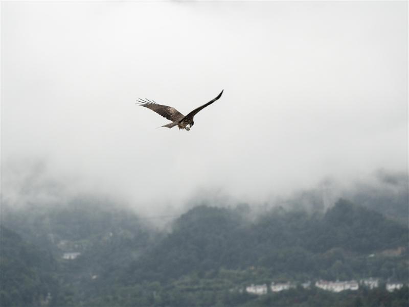 三峡长江壹号秭归港三峡鹞鹰