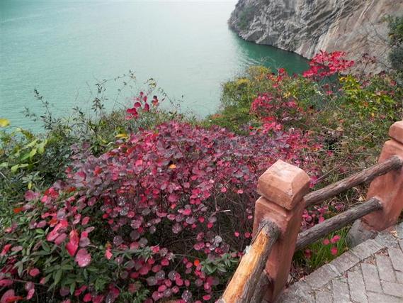 Winter Red Leaves in the Three Gorges of the Yangtze River in China