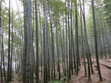 川西秋季秘境大搜罗（1）