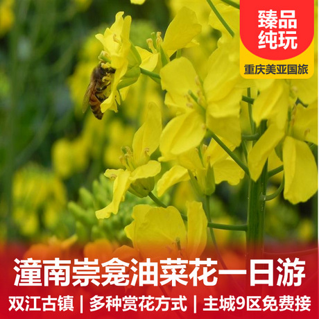 【潼南】崇龛油菜花、双江古镇一日游多种赏花方式供您选择