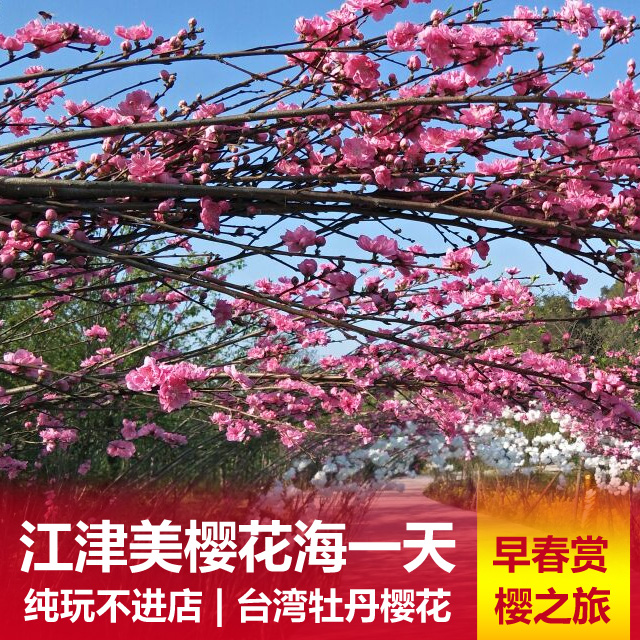 江津美樱花海、鼎山公园纯玩一日游