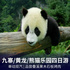 九寨/黄龙/川菜博物馆/熊猫乐园单动双汽四日游