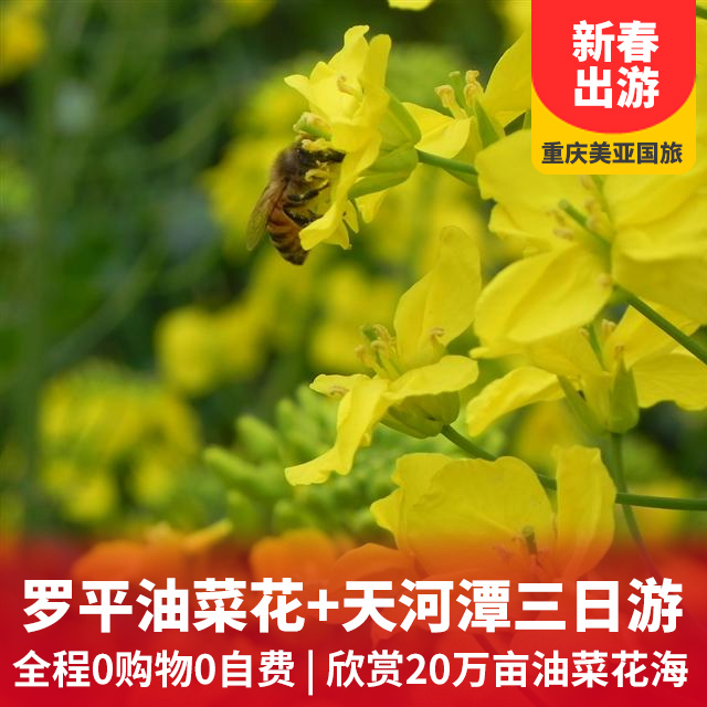  【休闲纯玩】罗平油菜花三日游