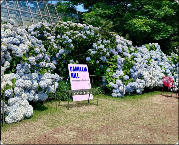 山茶花之丘