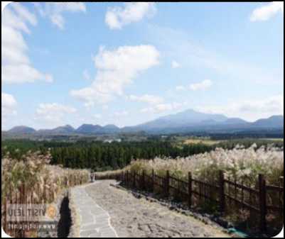 济州山君不离.png